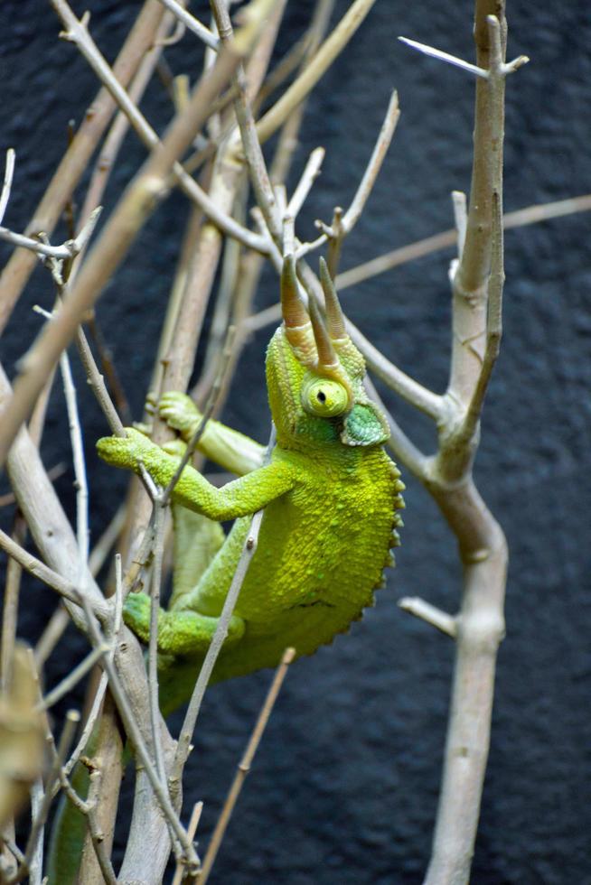 camaleão de três chifres de jackson foto