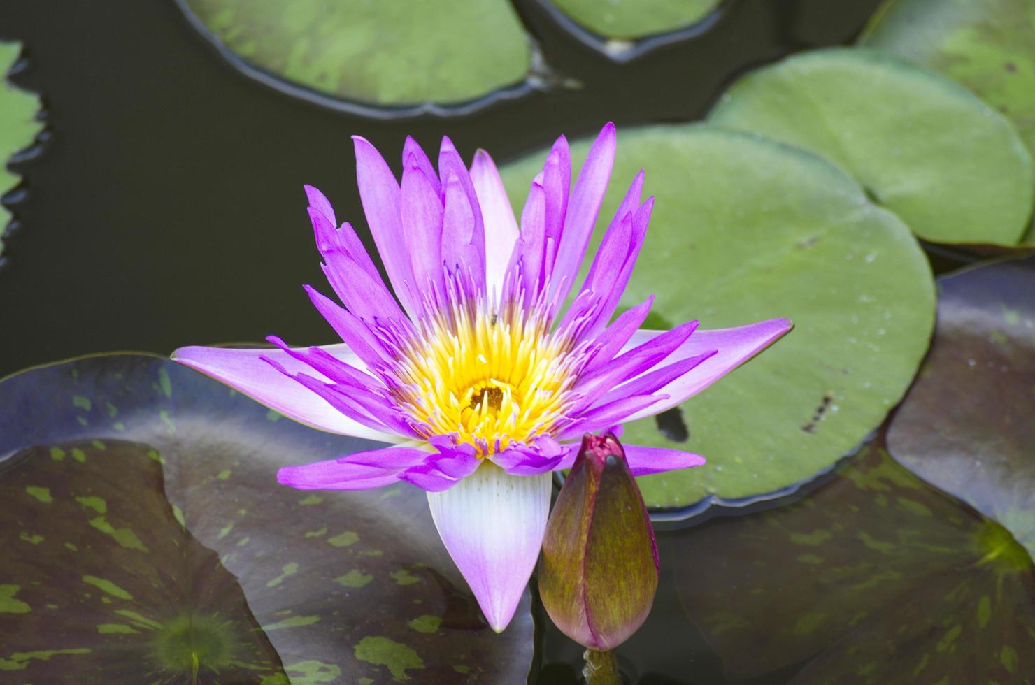 nenúfar rosa nas folhas e fundo de piscina natural. Flor de Lotus. foto