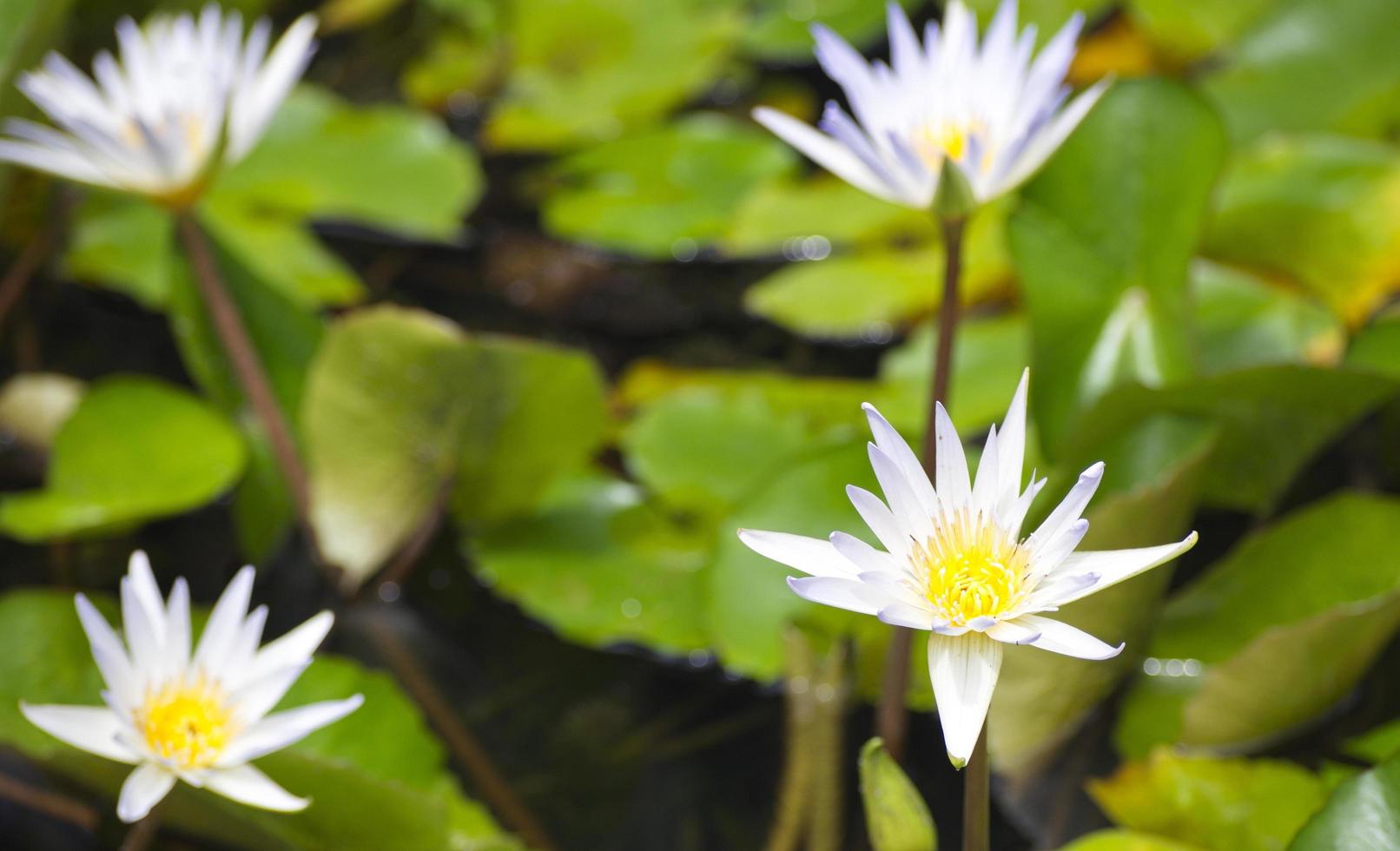 nenúfar branco nas folhas e fundo de piscina natural. Flor de Lotus. foto