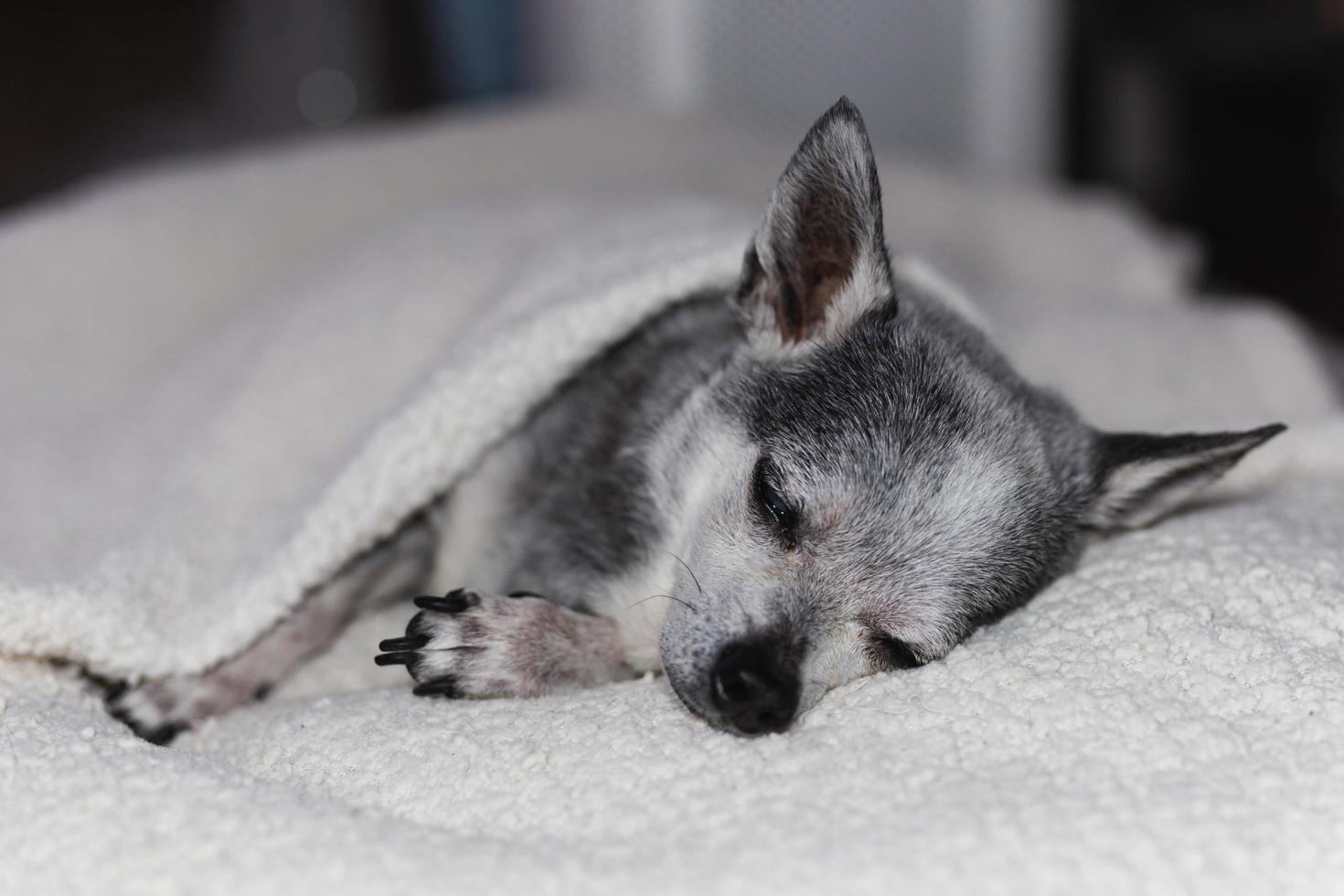 retrato de cachorro chihuahua dormindo debaixo do cobertor em casa. foto
