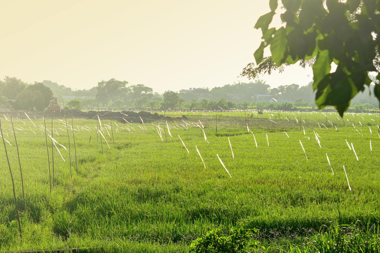 paisagem verde da natureza com campo de arroz em casca e em penampang, sabah, malásia foto