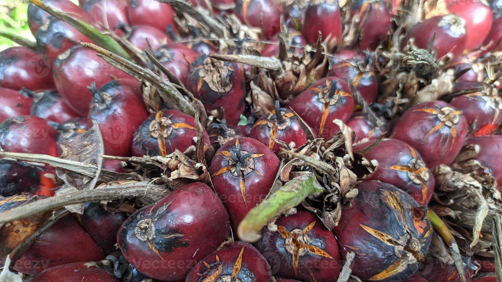 close-up vista de frutas frescas de dendezeiros em uma plantação de dendezeiros. foto