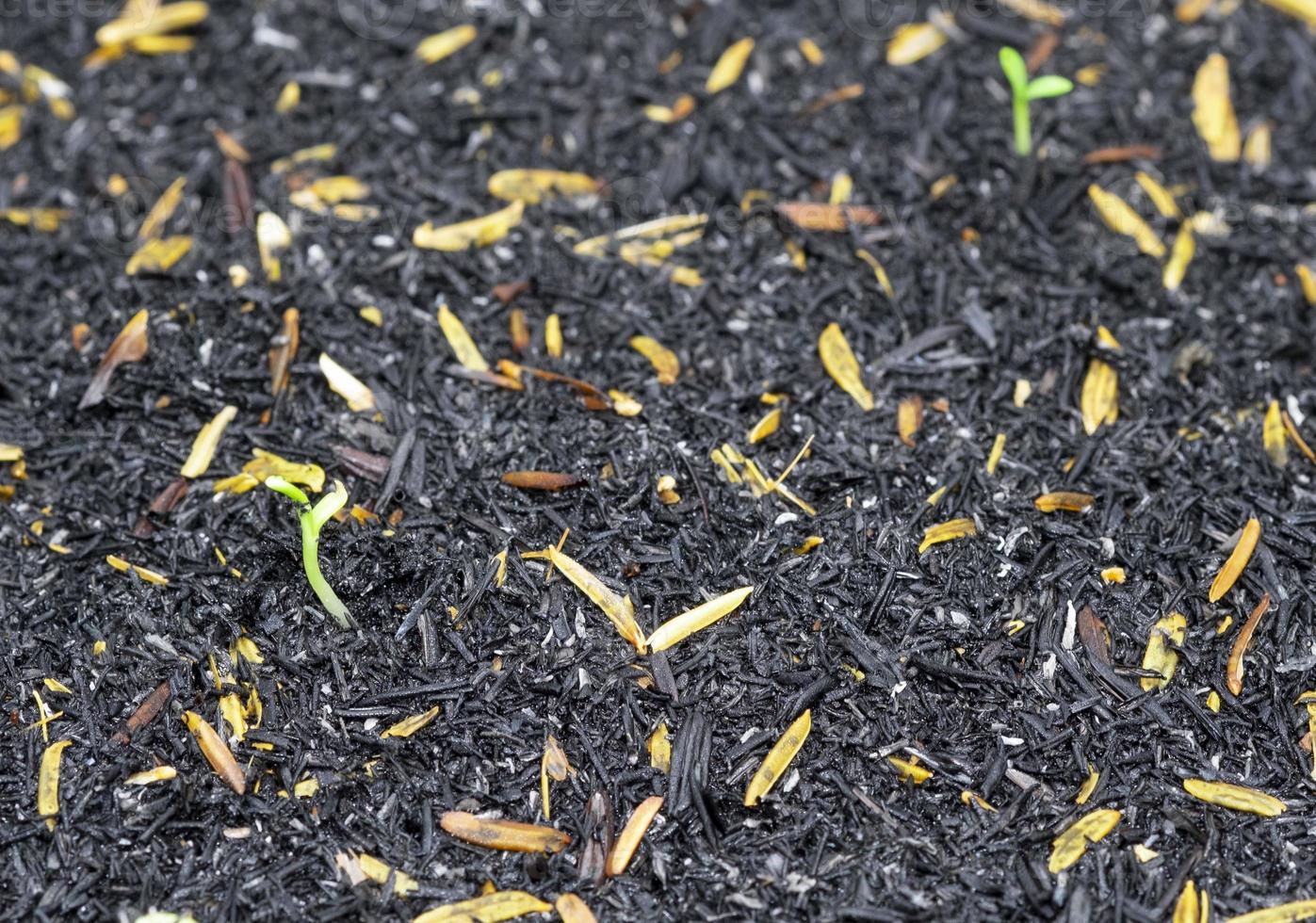 sementes frescas de cosmos começam a crescer árvore com folhas verdes no chão sujo de casca de arroz preto. planta bastante fresca levantando na temporada de verão. foto