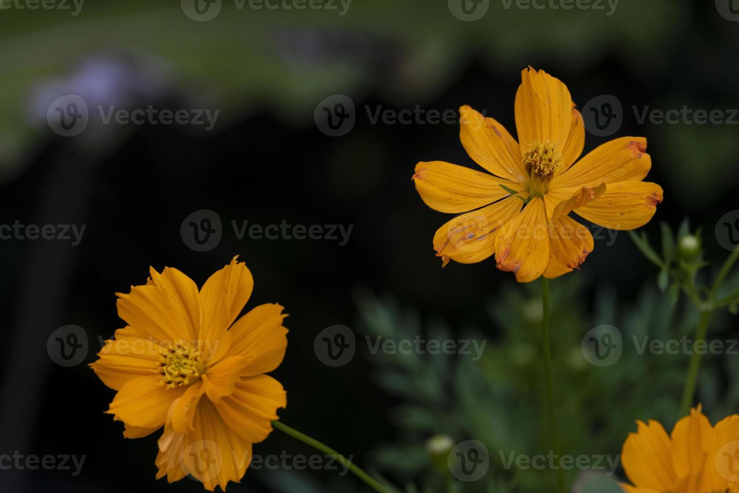 grupo de cosmos de beleza laranja e ouro com folhas verdes e flores desabrochando no jardim botânico. foto