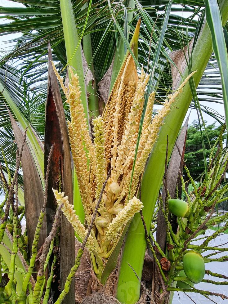 grupo de flor de coco dourada e frutas orgânicas verdes penduradas na árvore de galho. suco de água bebida saudável. foto