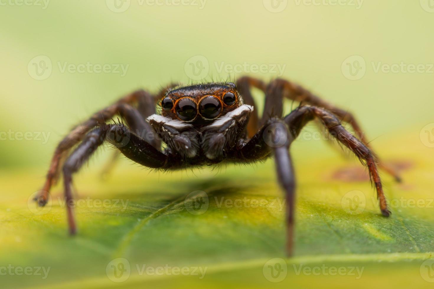 fechar aranhas pulando na parede foto