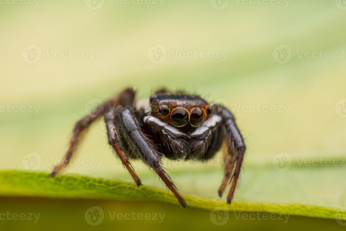 fechar aranhas pulando na parede foto