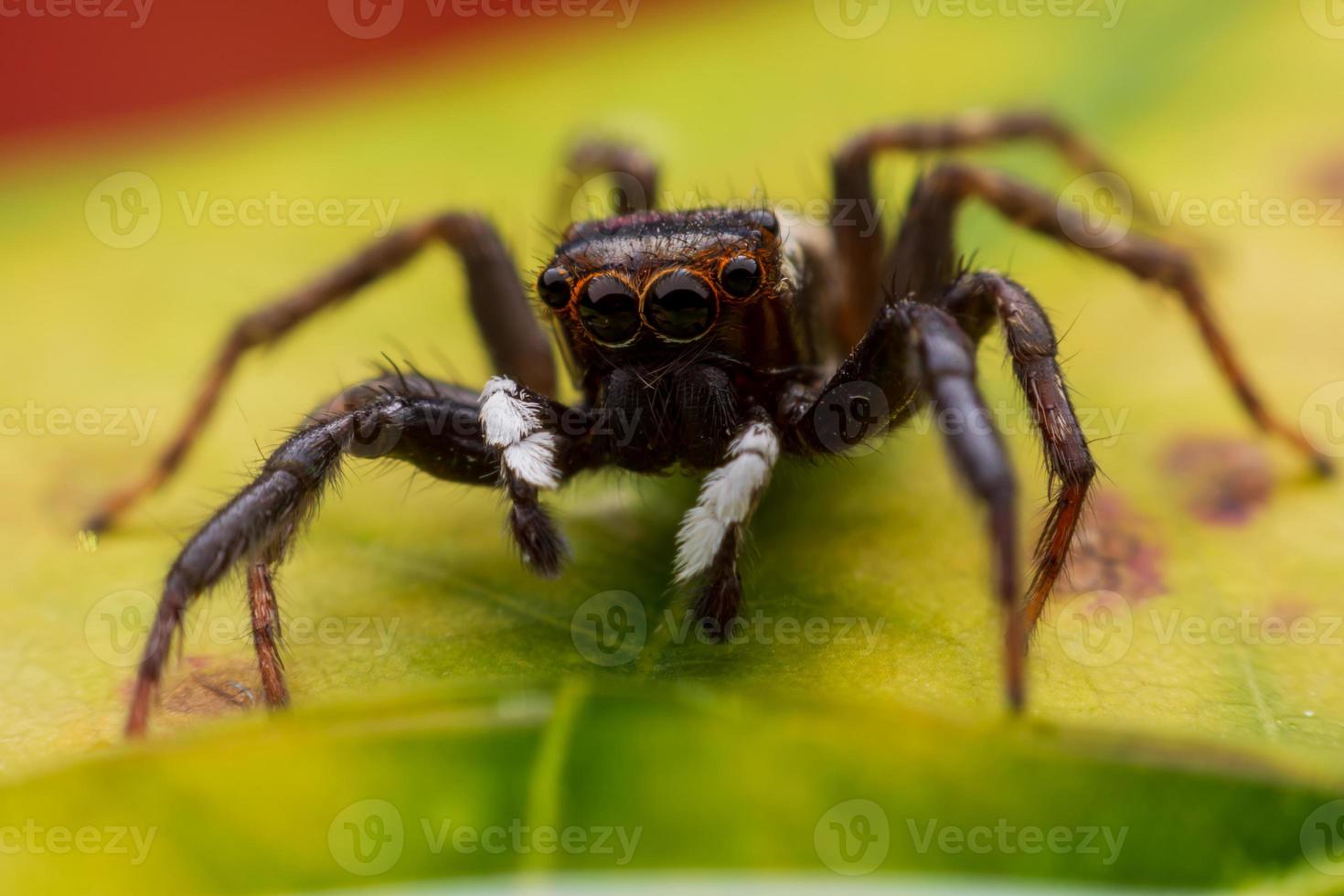 fechar aranhas pulando na parede foto