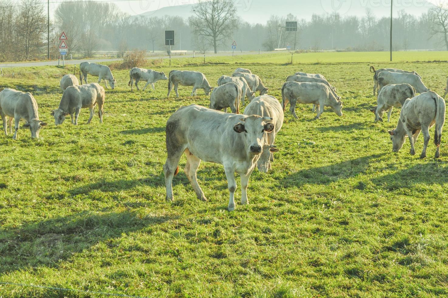 vacas de gado na grama em um prado foto