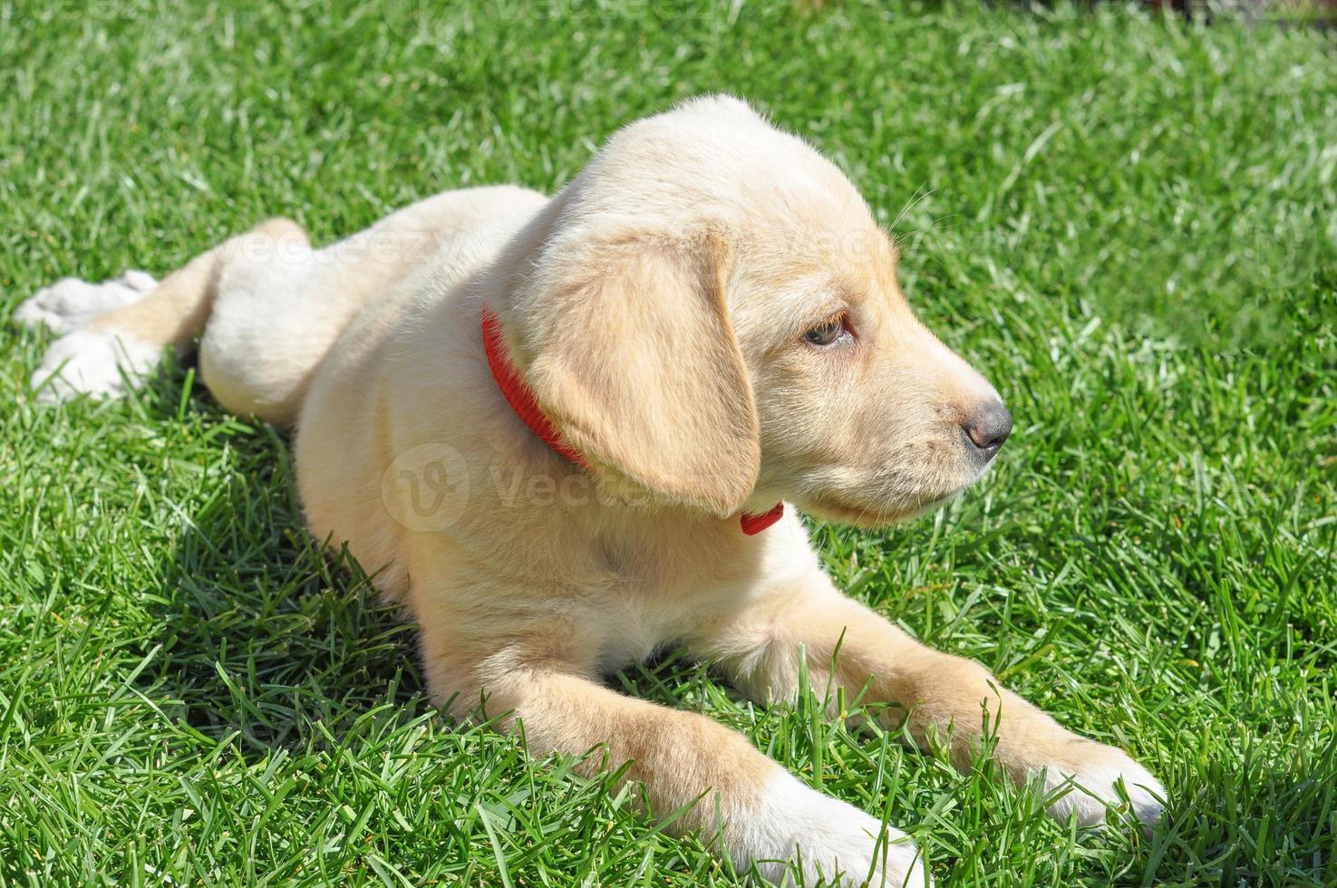 labrador cão doméstico mamífero aka canis lupus familiaris no g foto