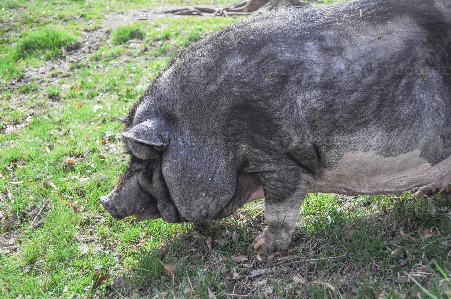 grande porco preto aka devon ou cornwall raça negra de pi doméstico foto