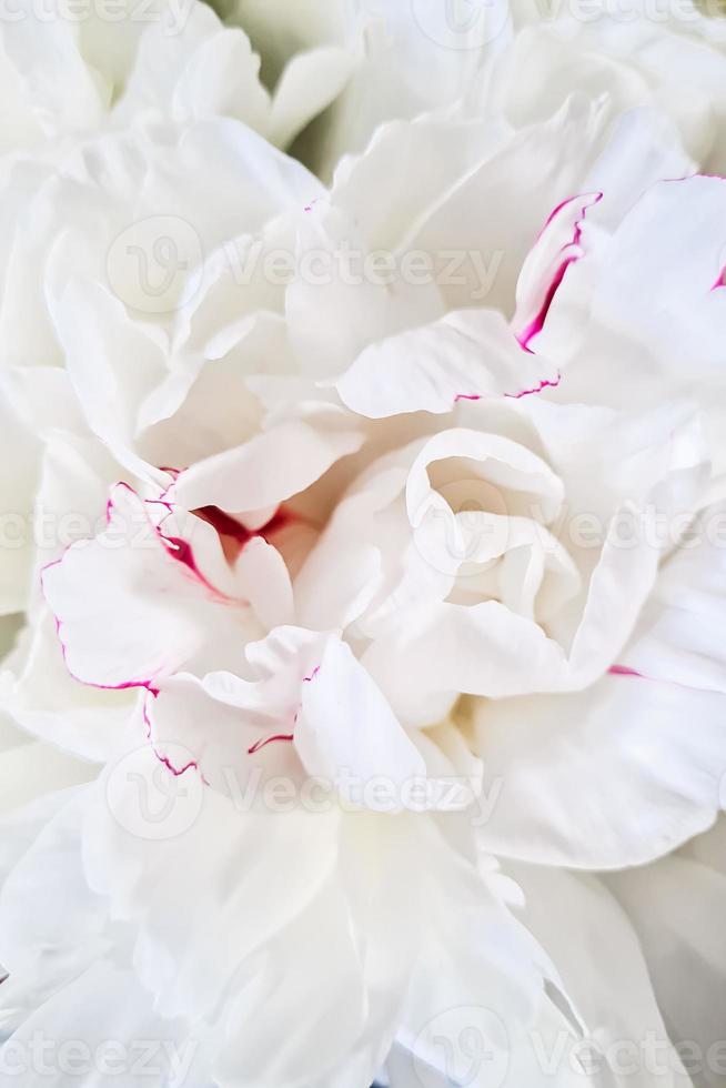 flor de peônia branca close-up. delicadas pétalas de flores frágeis. foto