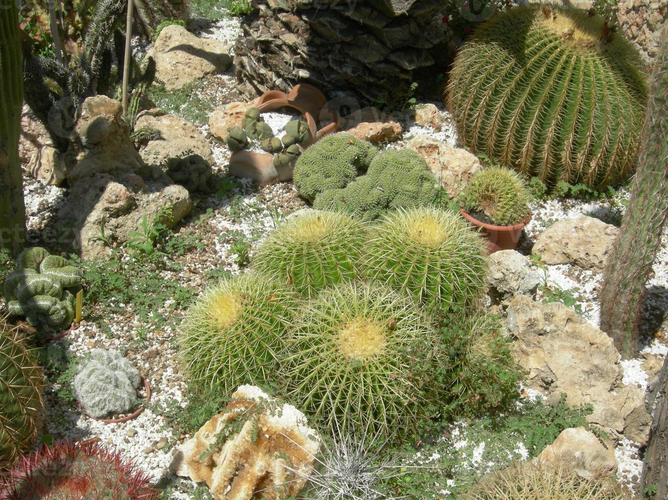 detalhe da planta de gordura de cacto ornamental suculenta foto