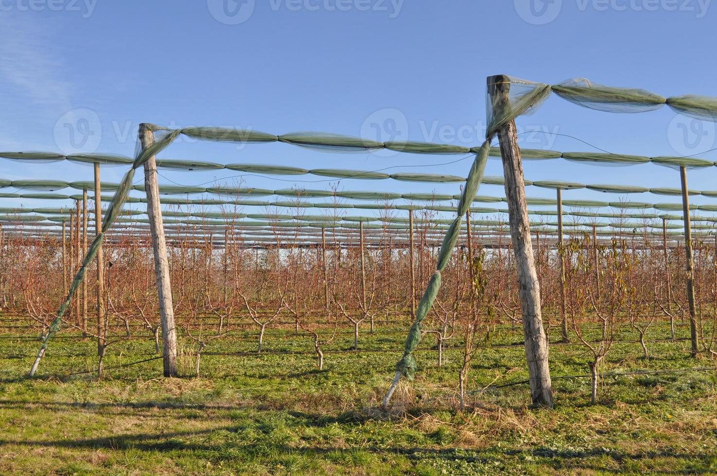 plantação de kiwi com muitas árvores frutíferas foto