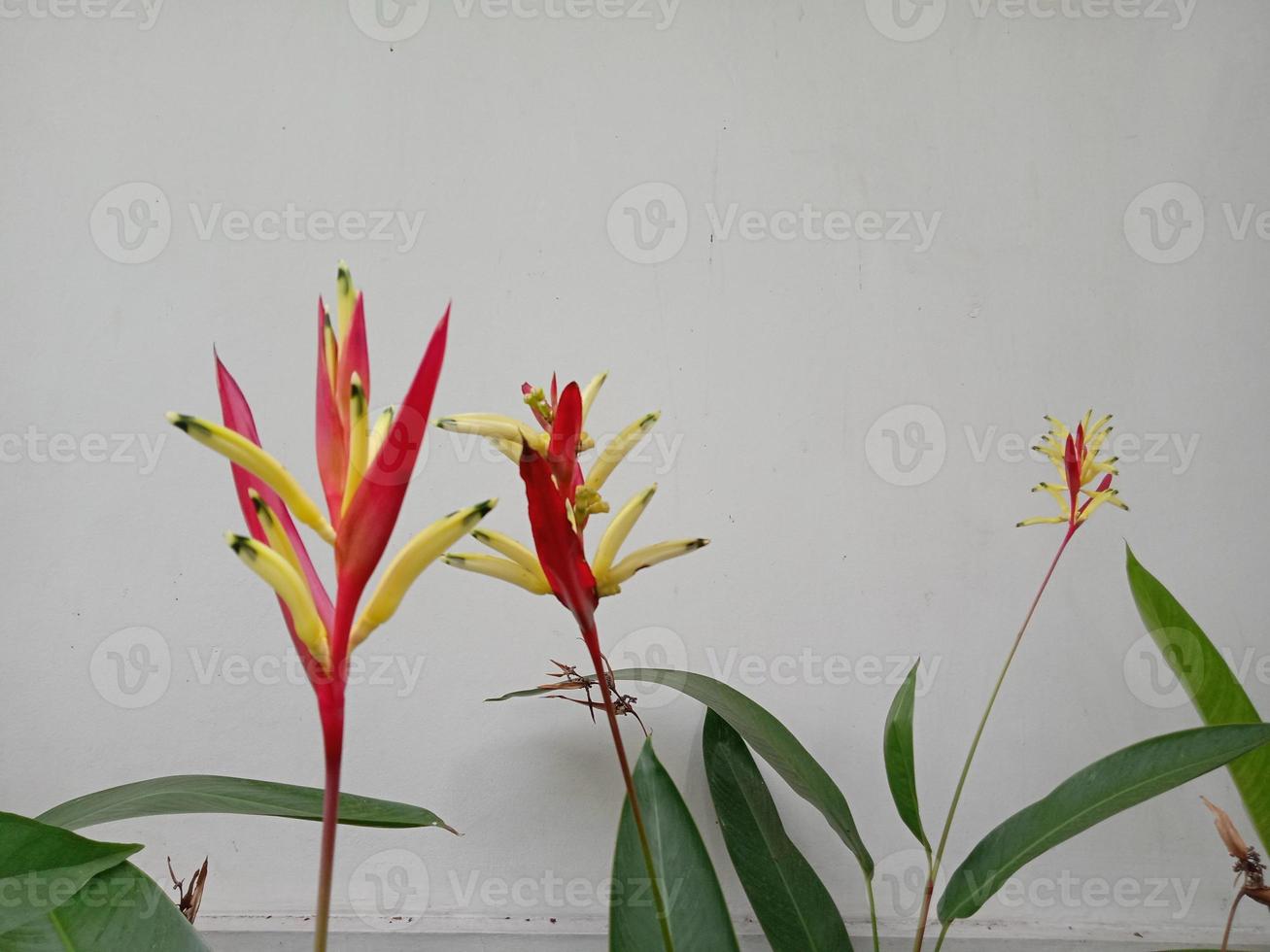 foto de plantas ornamentais de flores helicônia