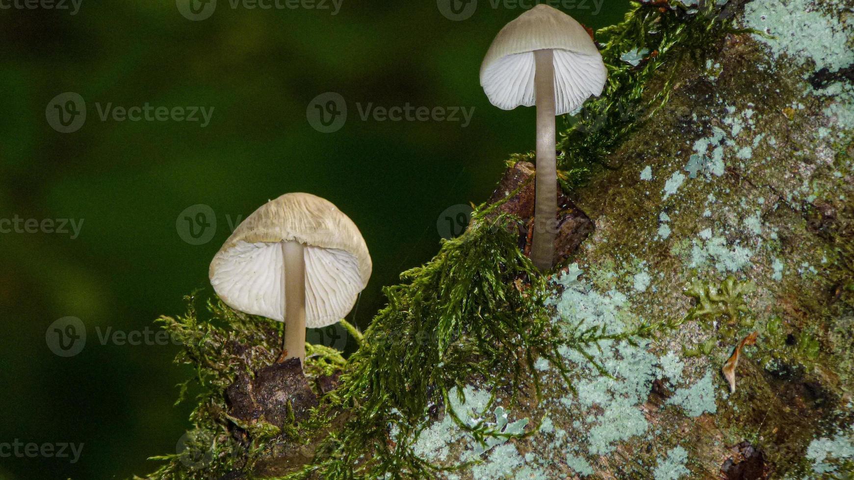 tiro de alto ângulo de cultivo de cogumelos mycena galericulata foto