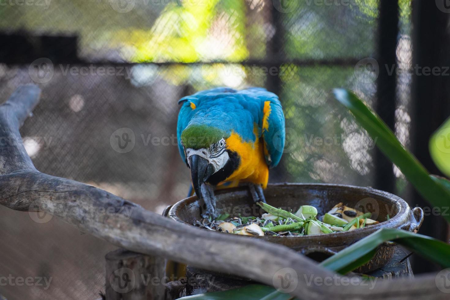 closeup de pássaro bonito de arara e colorido de vida selvagem, arara azul e amarela olhando para a câmera, conservação de animais e conceito de ecossistemas de proteção. foto