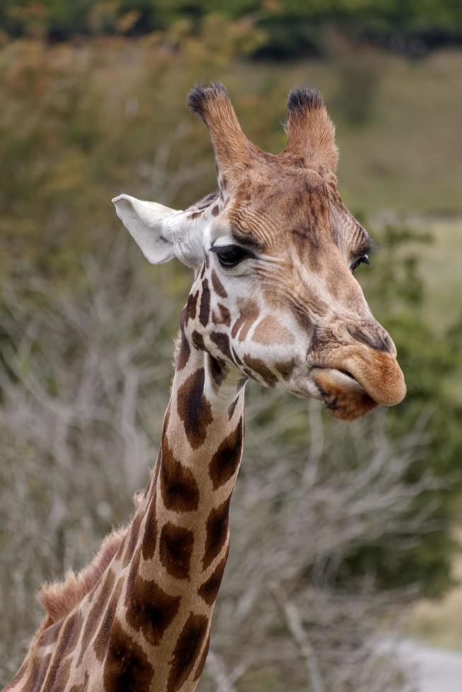 retrato de uma girafa foto