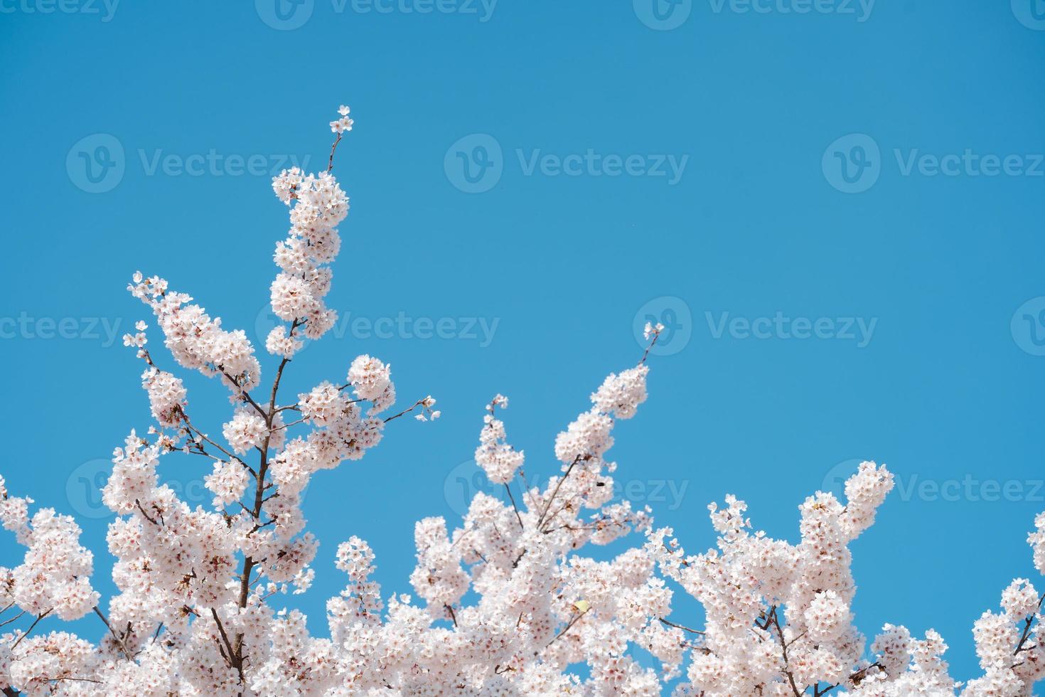 flores de maçã de cerejeira branca e rosa em um dia ensolarado foto