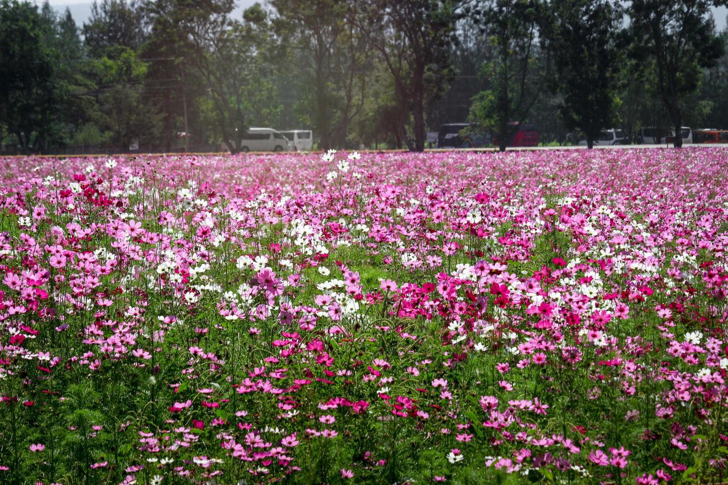 rosa cosmos flor florescendo cosmos flor campo, bela vívida natural jardim de verão ao ar livre imagem do parque. foto