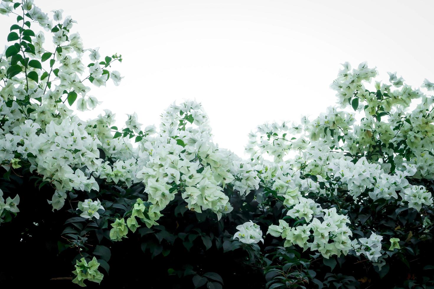 linda buganvília branca, flor de papel tropical florescendo no jardim de verão foto