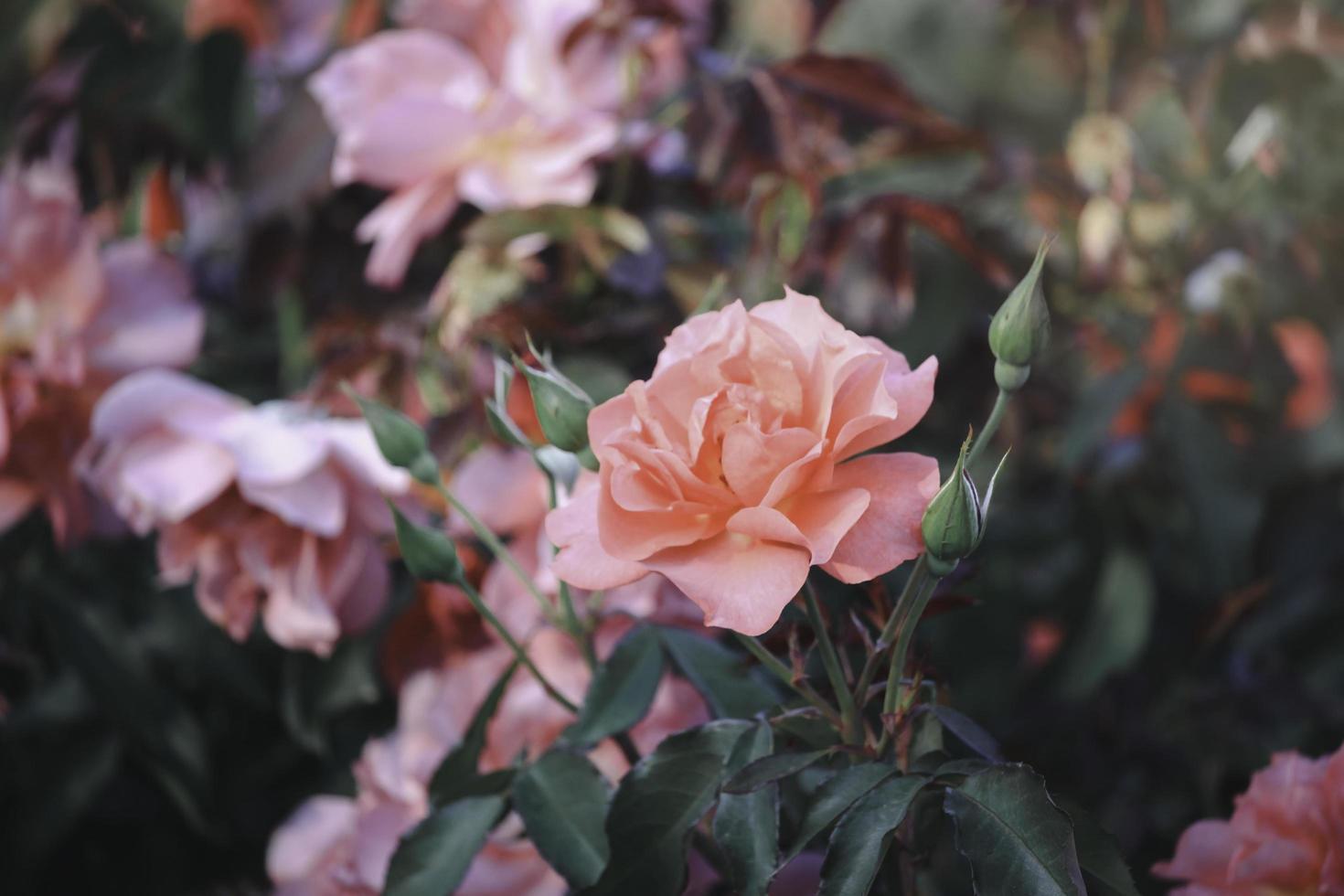 rosas alaranjadas florescendo no jardim de verão, uma das flores mais perfumadas, flores mais cheirosas, lindas e românticas foto