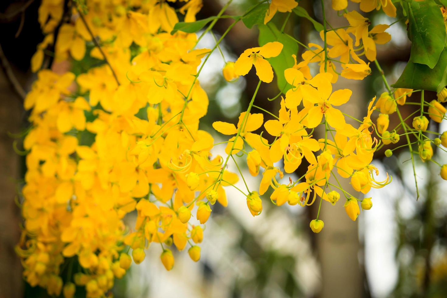 linda flor de chuva dourada ratchaphruek, flor amarela tropical florescendo no jardim de verão foto