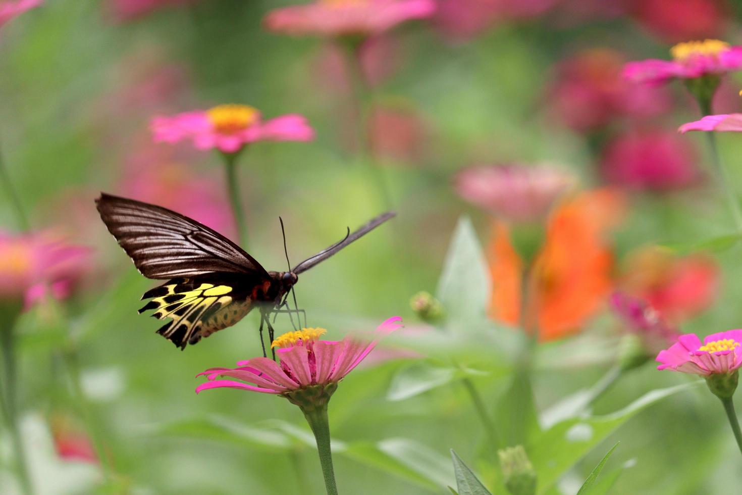 borboleta colorida inseto animal voando no belo jardim de verão de campo de flores de zínia brilhante, vida selvagem no fundo da natureza.. foto
