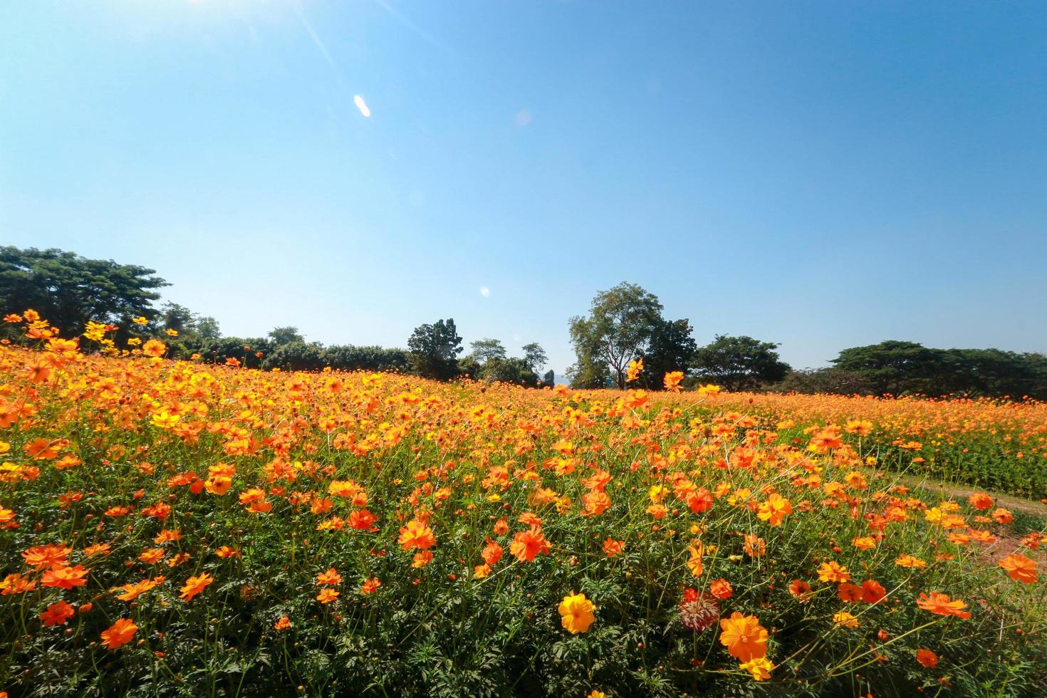 flor de cosmos laranja e amarelo florescendo campo de flores de cosmos, bela imagem de parque ao ar livre de jardim de verão vívido natural. foto