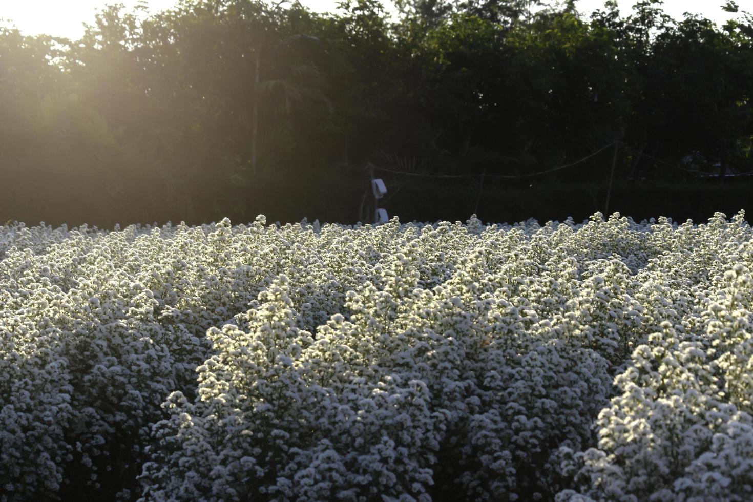 linda flor de cortador branco florescendo em forma de jardim, mae rim, chiang mai, tailândia foto