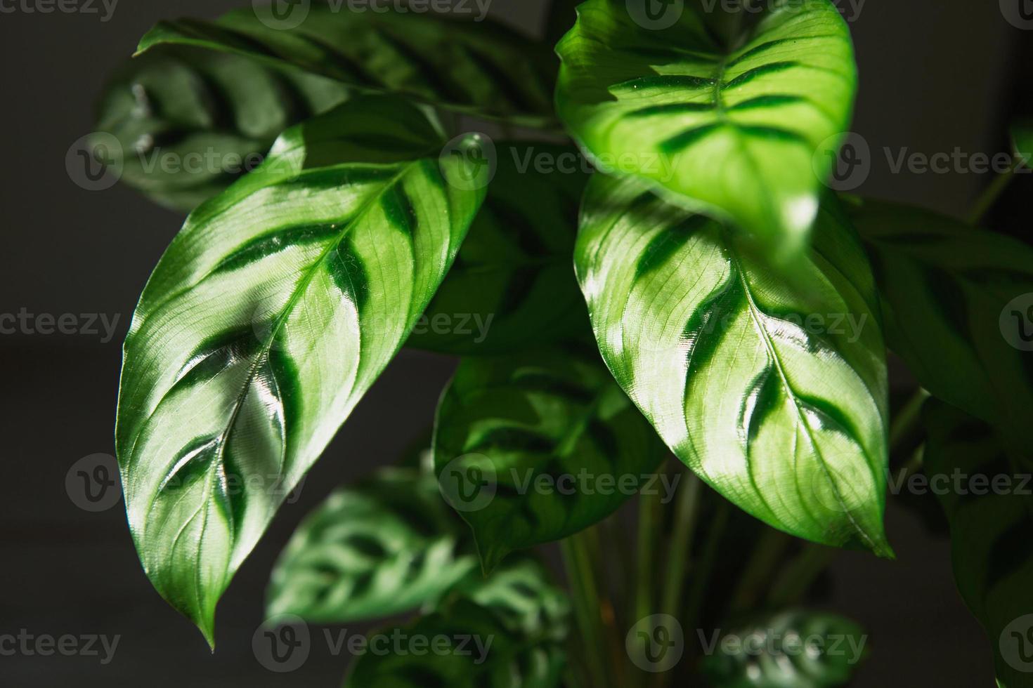 calathea leopardina verde padrão folha close-up. plantas de casa em vaso, decoração verde, cuidado e cultivo, variedade de marantáceas. foto