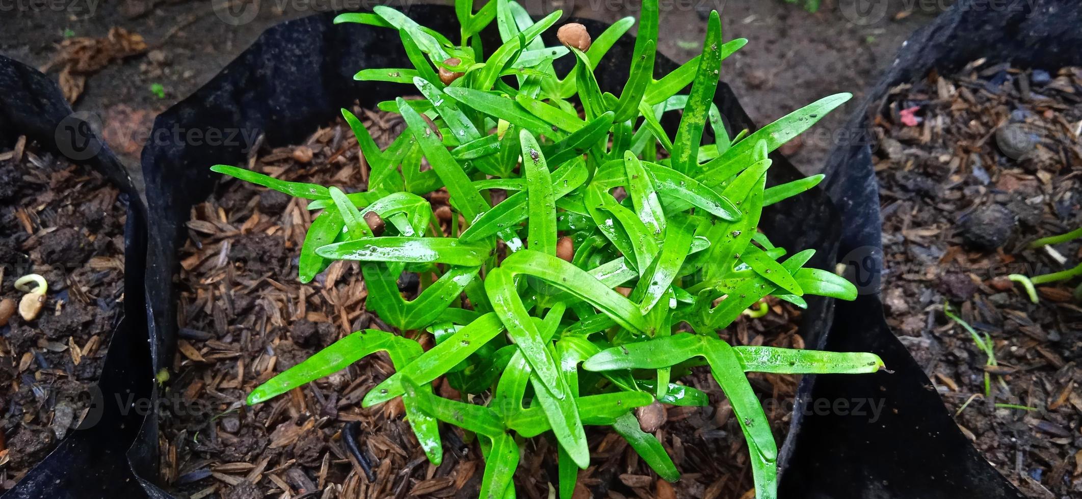 grupos de brotos jovens de recém-kale ipomea reptans poir no polybag preto. couve cresce recentemente por sua semente marrom no jardim. adequado para agricultura, informação científica e revista, biologia, etc. foto