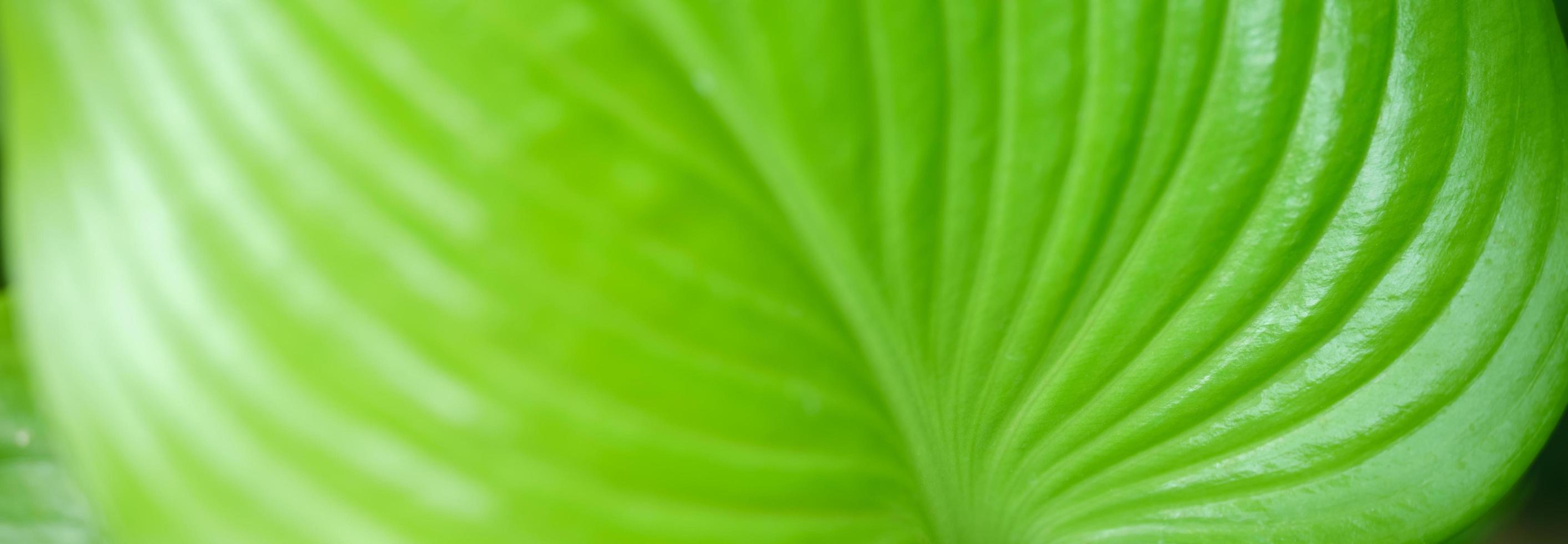 closeup da bela natureza vista verde folha no jardim com espaço de cópia usando como conceito de página de rosto de fundo. foto
