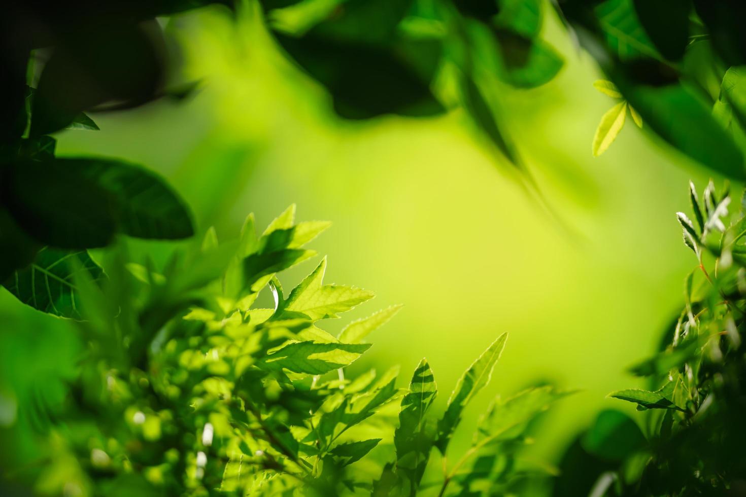 bela natureza ver folha verde sobre fundo de vegetação turva sob a luz do sol com bokeh e sombra e espaço de cópia usando como plano de fundo a paisagem de plantas naturais, conceito de papel de parede de ecologia. foto