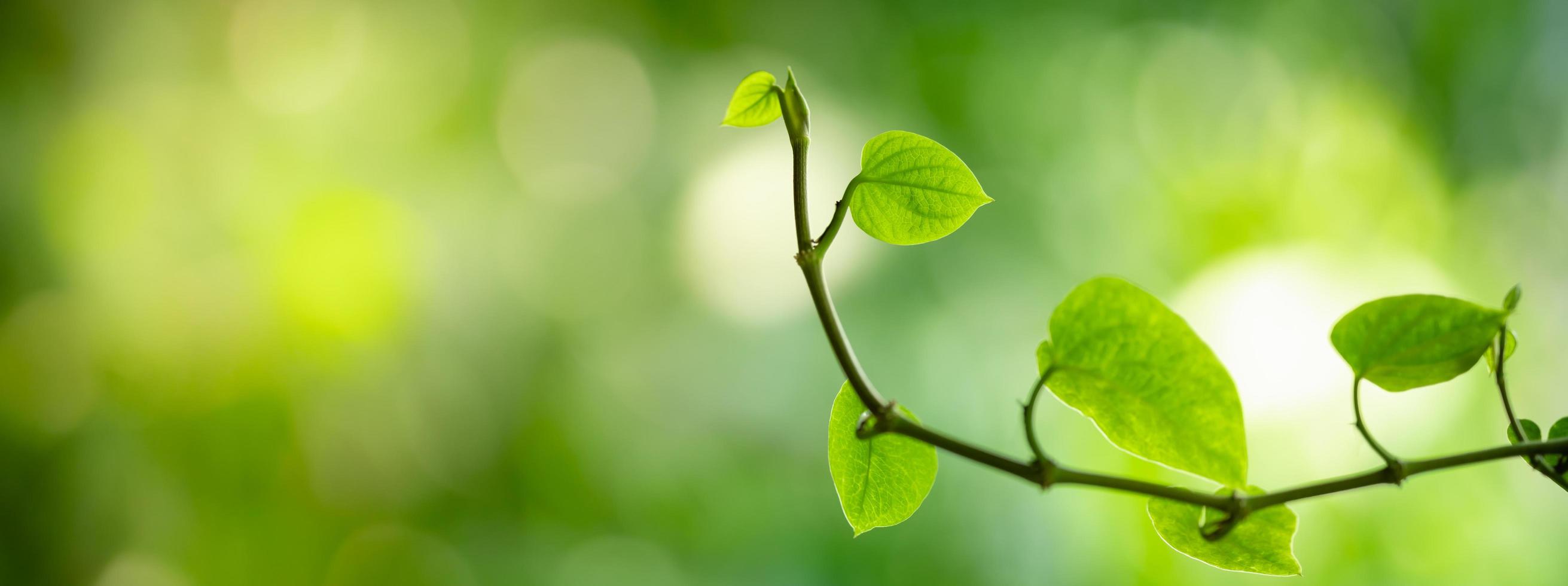 closeup da bela natureza ver folha verde sobre fundo desfocado de vegetação no jardim com espaço de cópia usando como conceito de página de capa de fundo. foto