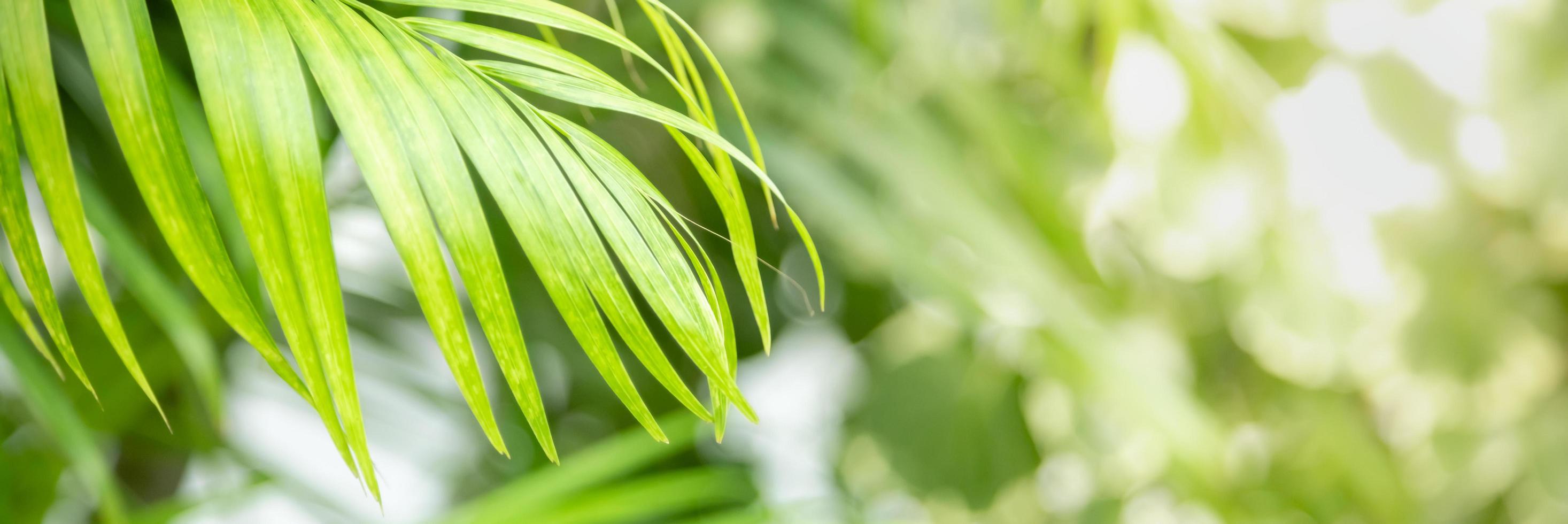 close-up da folha verde vista da natureza no fundo de vegetação turva sob a luz do sol com bokeh e copie o espaço usando como plano de fundo a paisagem de plantas naturais, conceito de capa de ecologia. foto