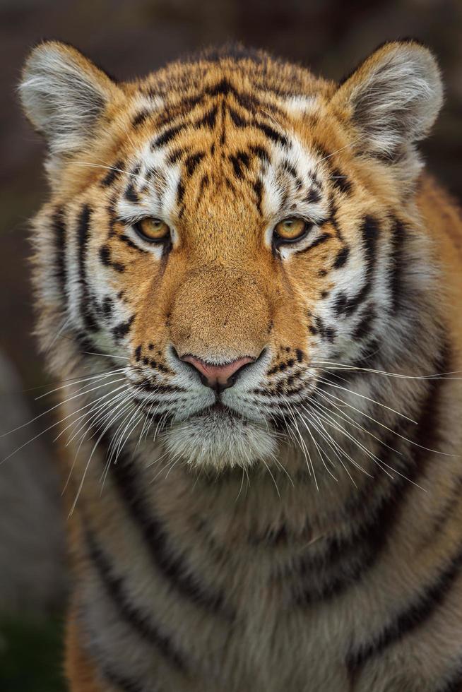 tigre siberiano no zoológico foto