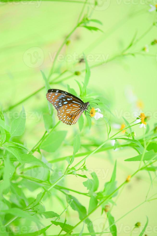 lindas borboletas na natureza estão procurando néctar de flores na região tailandesa da tailândia. foto