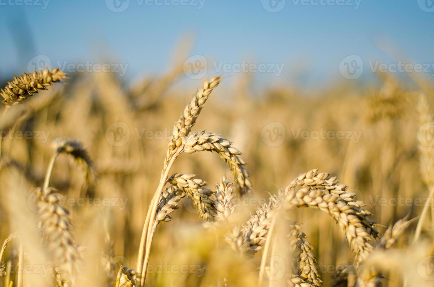 milharal - cultivo de milho foto