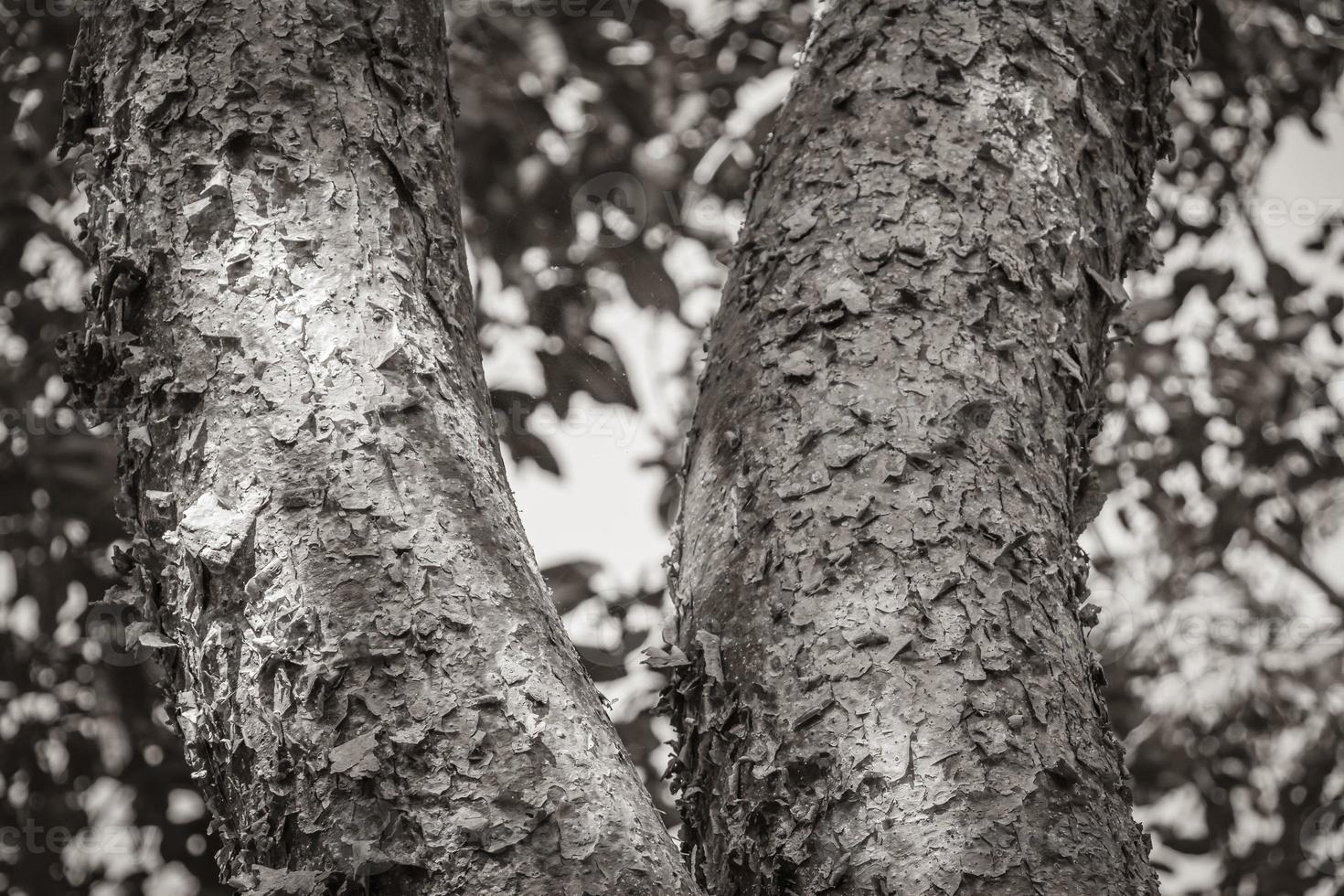 árvore tropical de gumbo-limbo com casca vermelha no méxico. foto