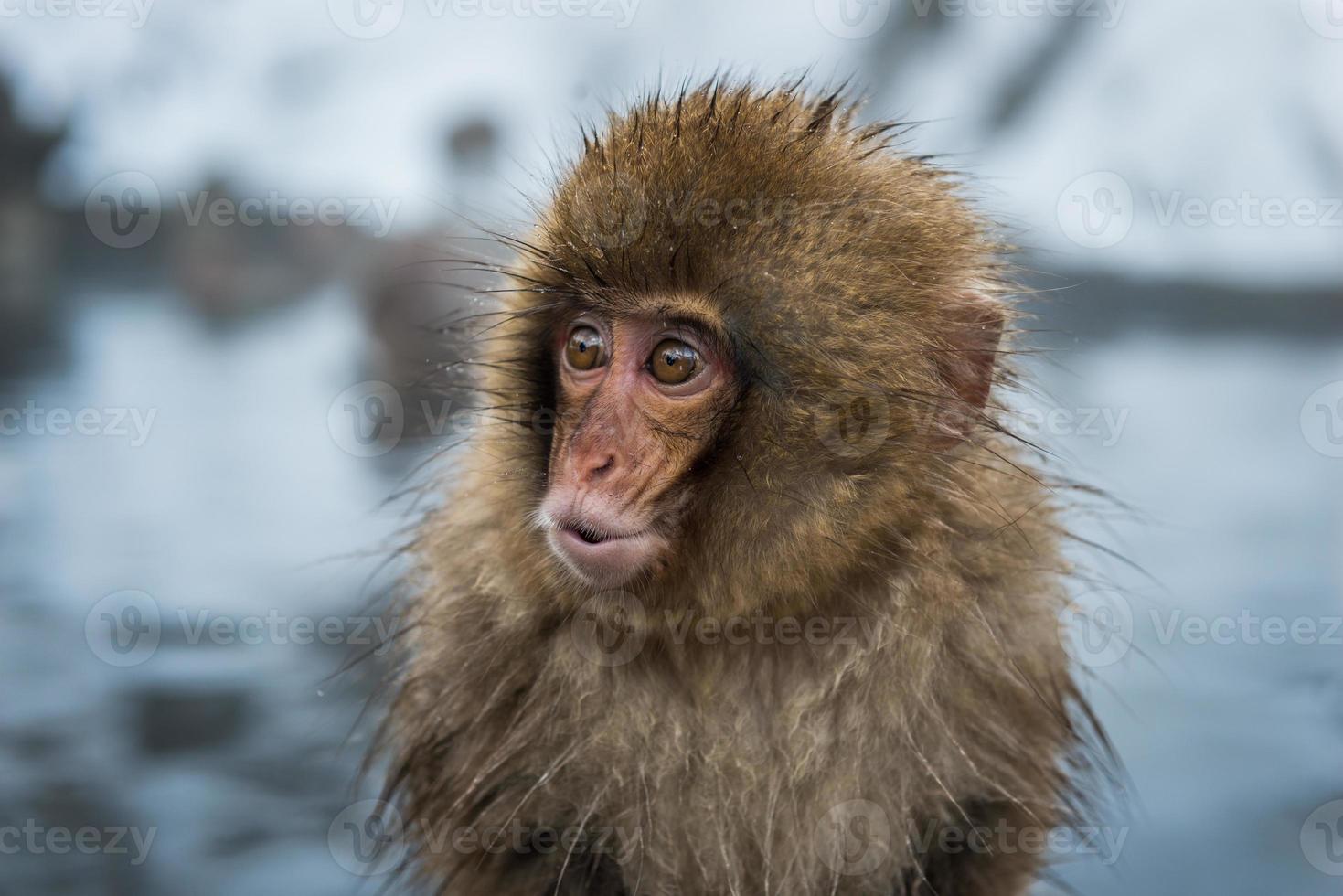 macaco da neve foto