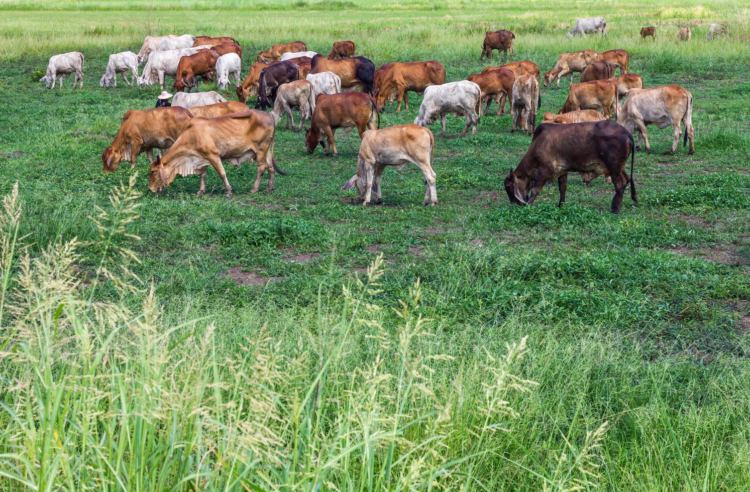 rebanhos de gado de gado pastando foto