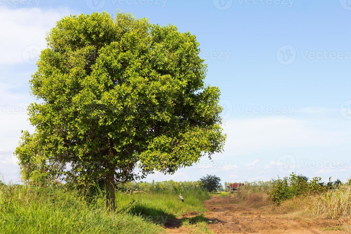 copa das árvores estrada de terra foto