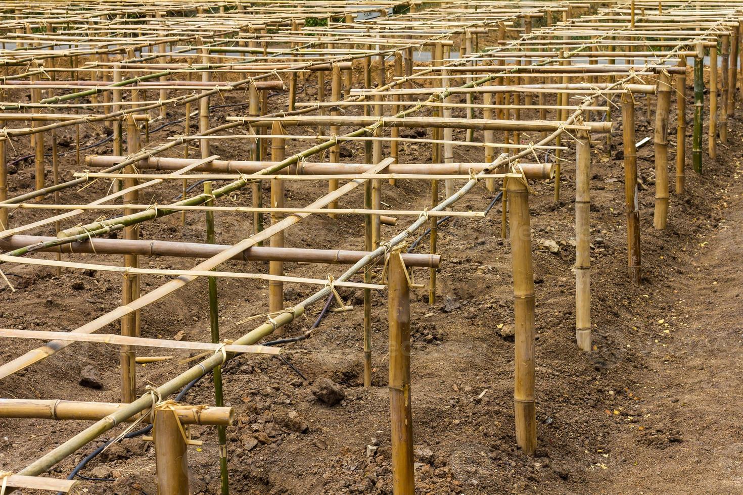 estrutura colada de painéis de bambu foto