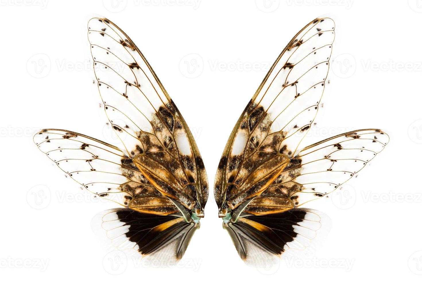 asas de inseto foto