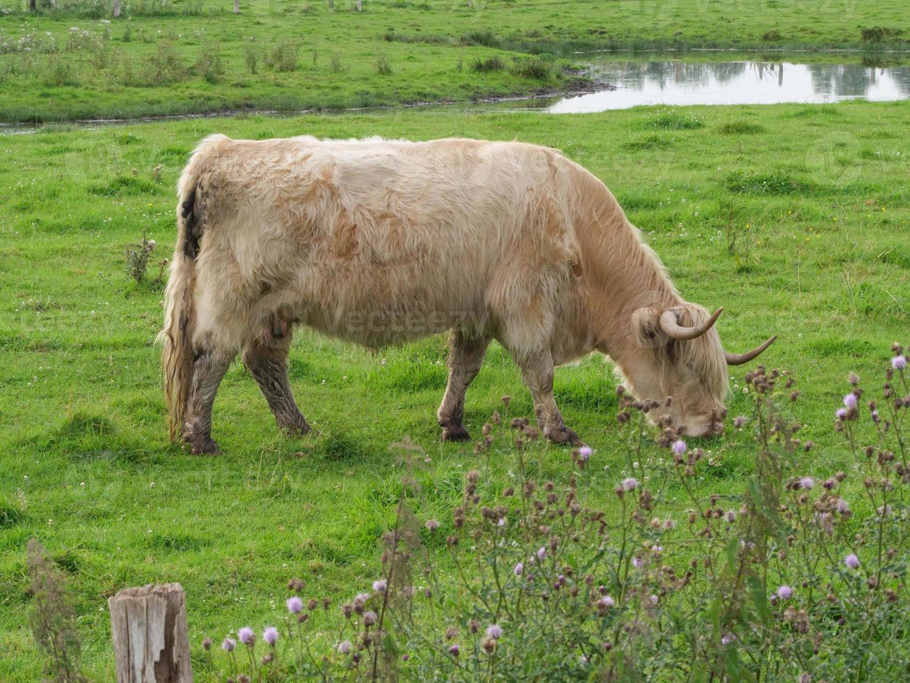 vacas em um prado alemão foto