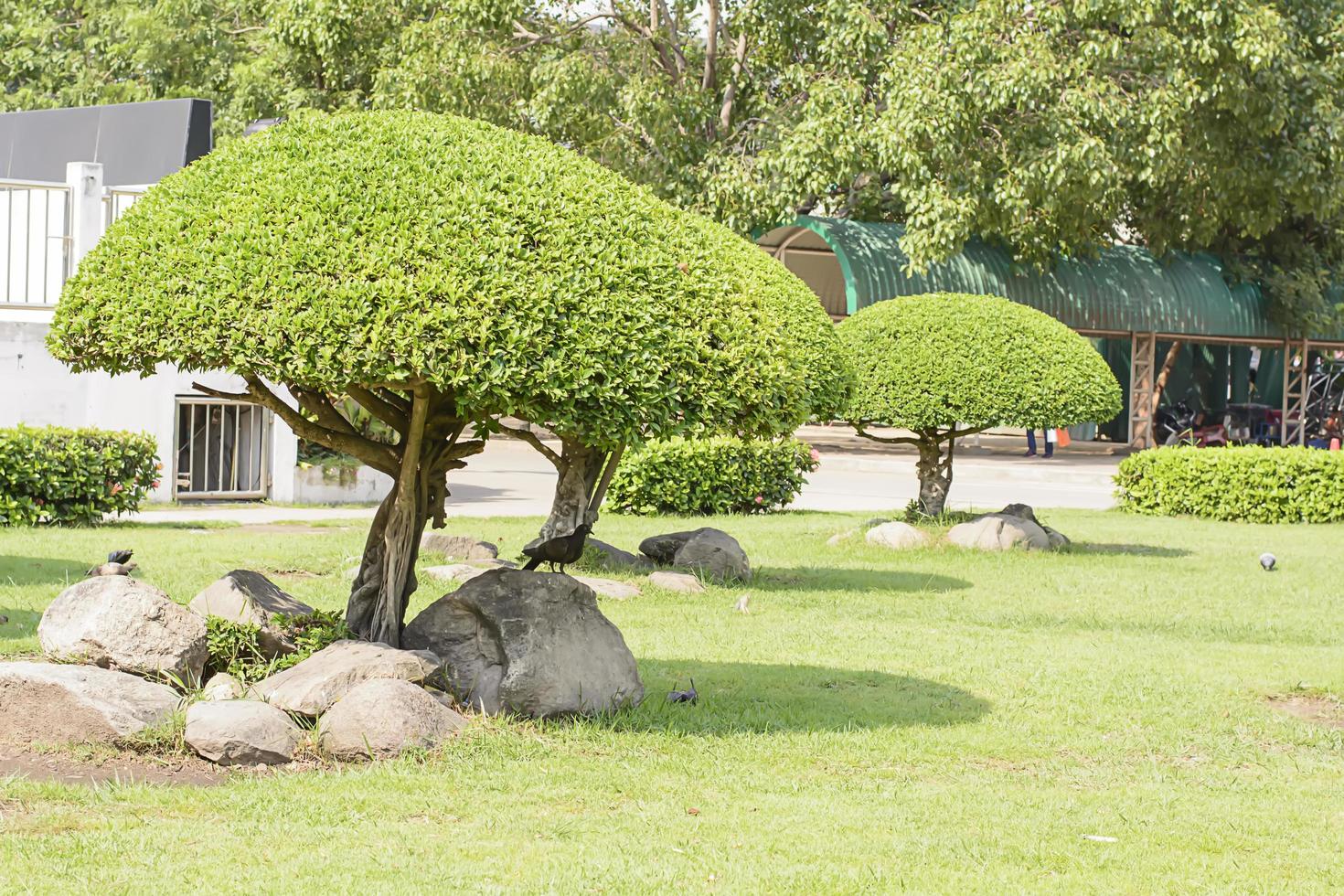 os pássaros e a árvore bela guarnição no jardim foto