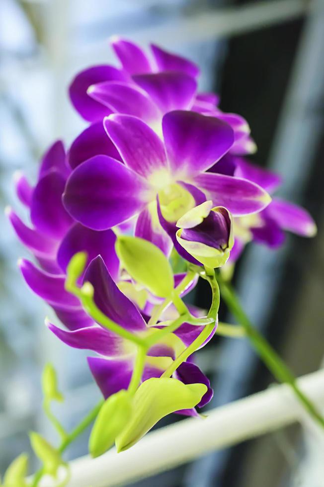 orchidaceae é uma família diversa e difundida de plantas com flores, com flores que são muitas vezes coloridas e muitas vezes perfumadas. foto