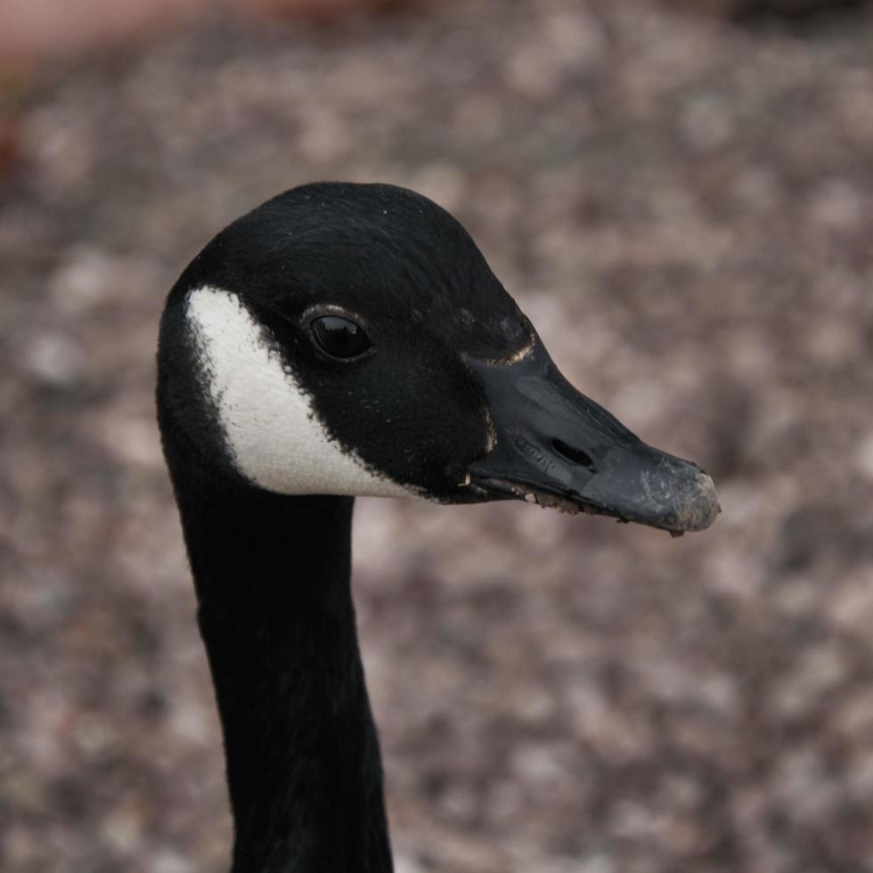 um close-up de um ganso do Canadá foto