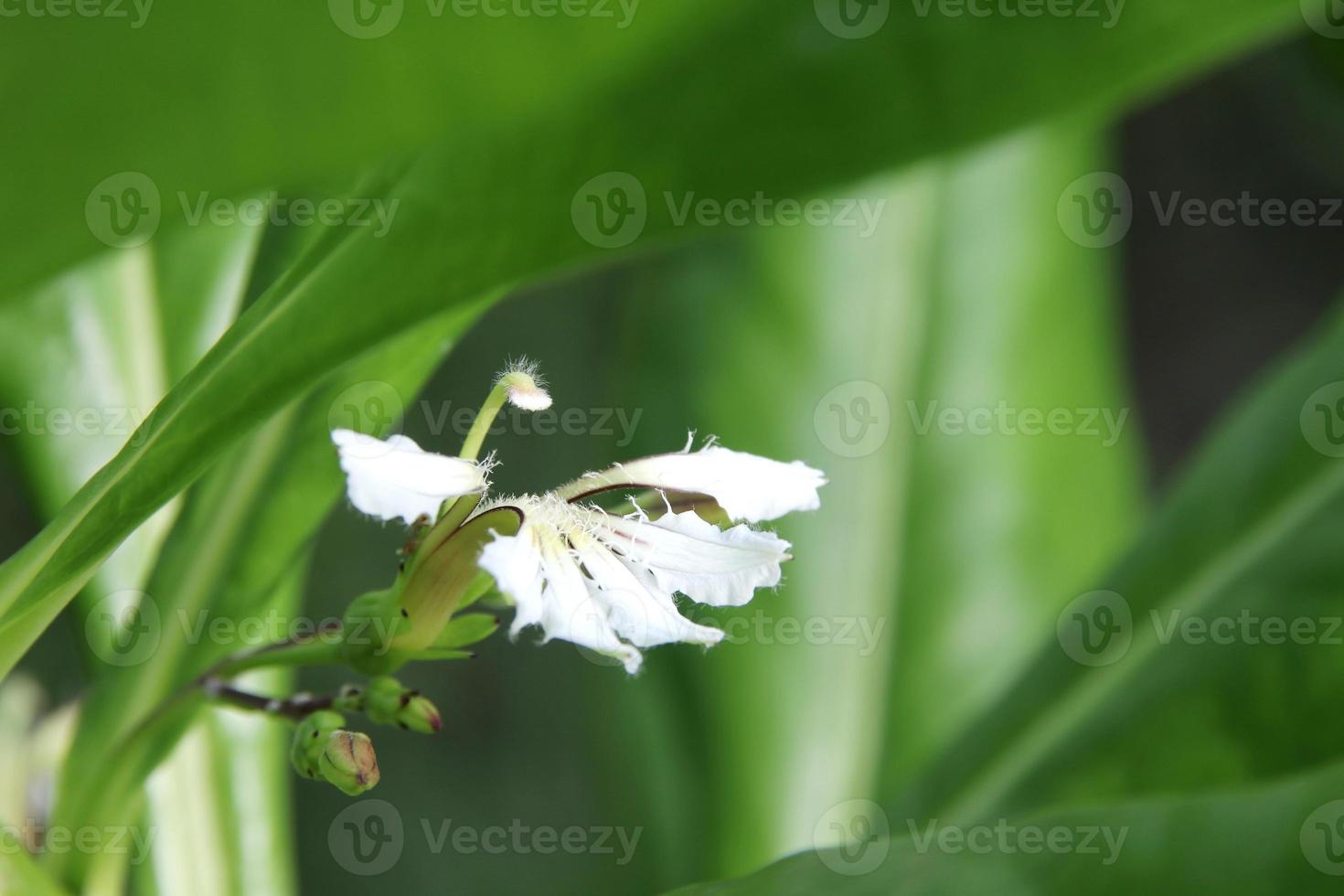 uma flor naupaka de praia desabrochando. foto